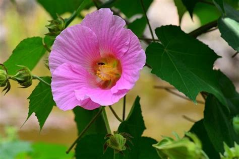 芙蓉用途|芙蓉（锦葵科木槿属植物）